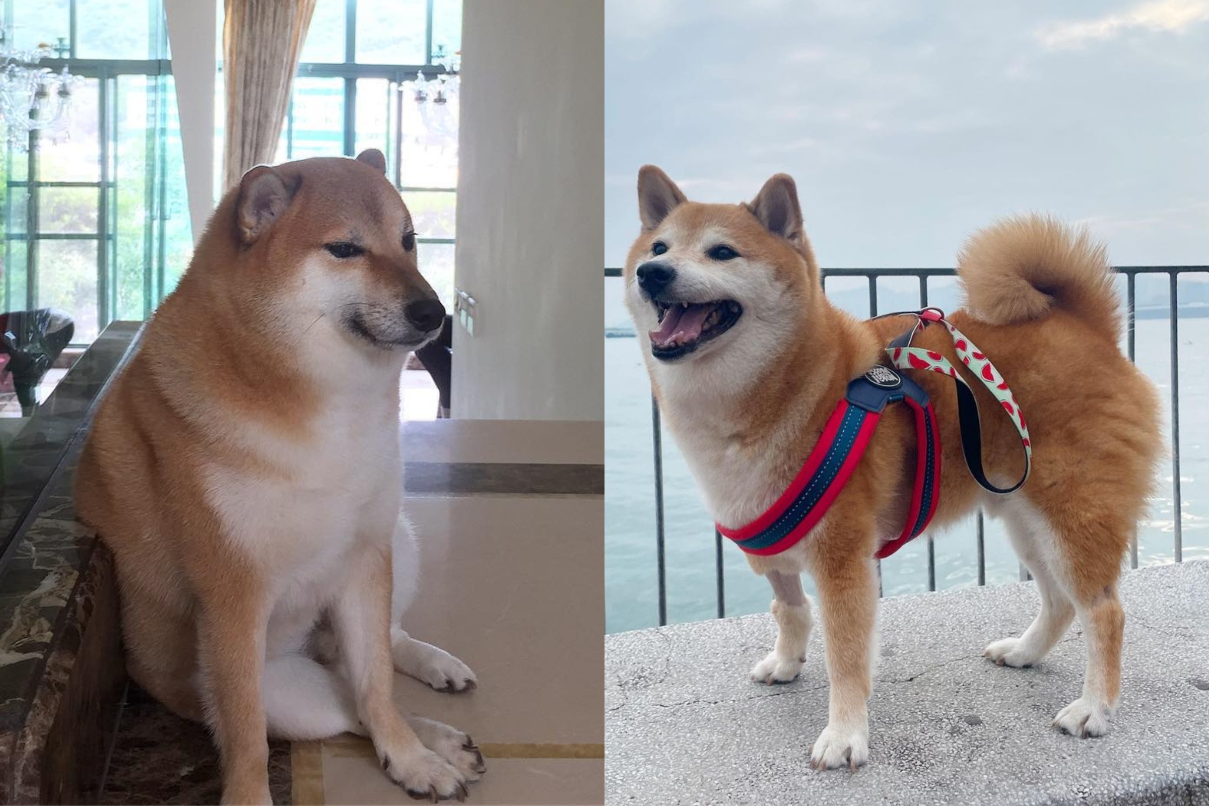 O Futuro é Agora: A Evolução Constante dos Memes de Cachorro - inspiração 2