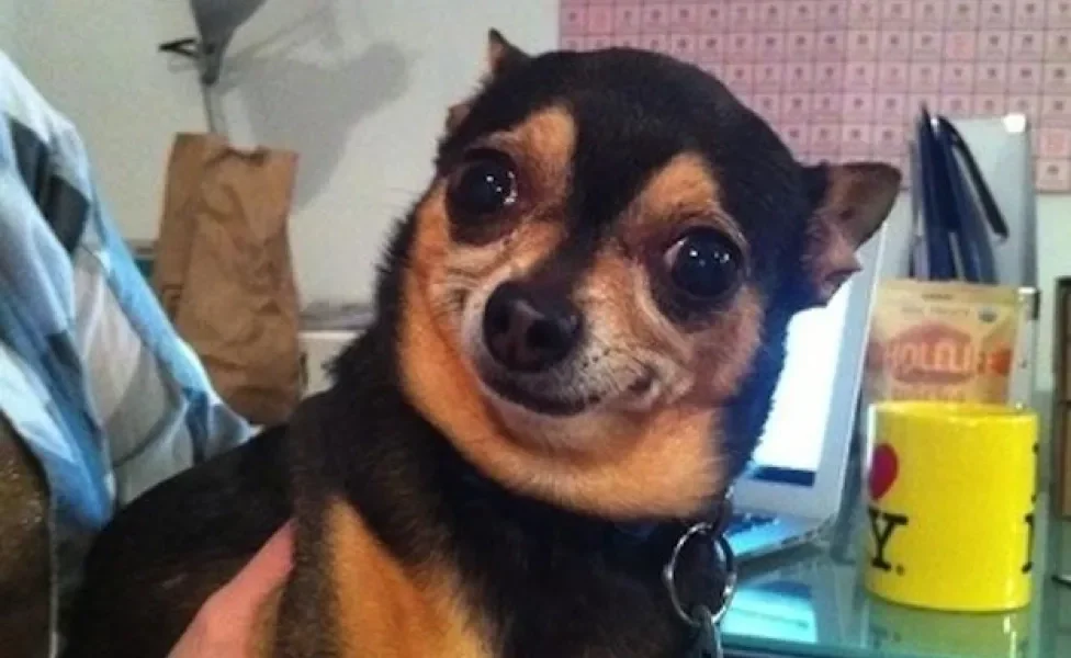 A Simplicidade que Gera Conexão Emocional - inspiração 2