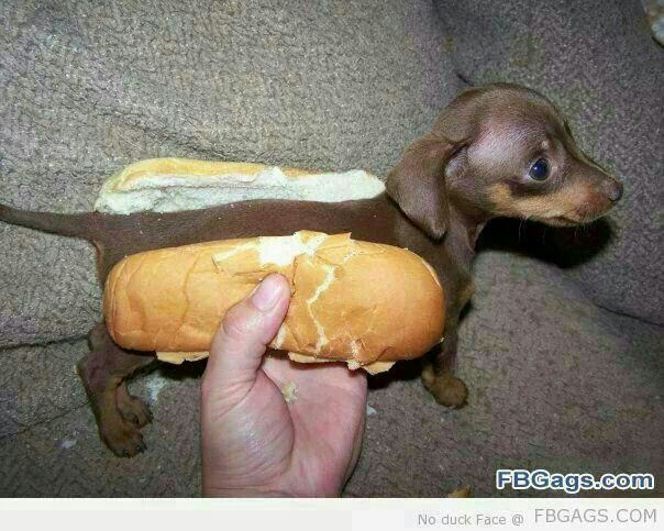 O Humor Inesperado das Expressões Caninas - inspiração 2