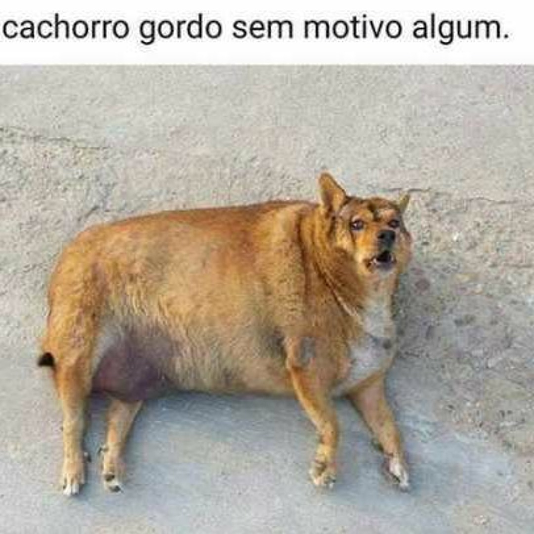 A Terapia do Riso: Memes Como Alívio do Estresse - inspiração 2