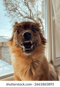 Memes e a Construção de Comunidades Online - inspiração 1