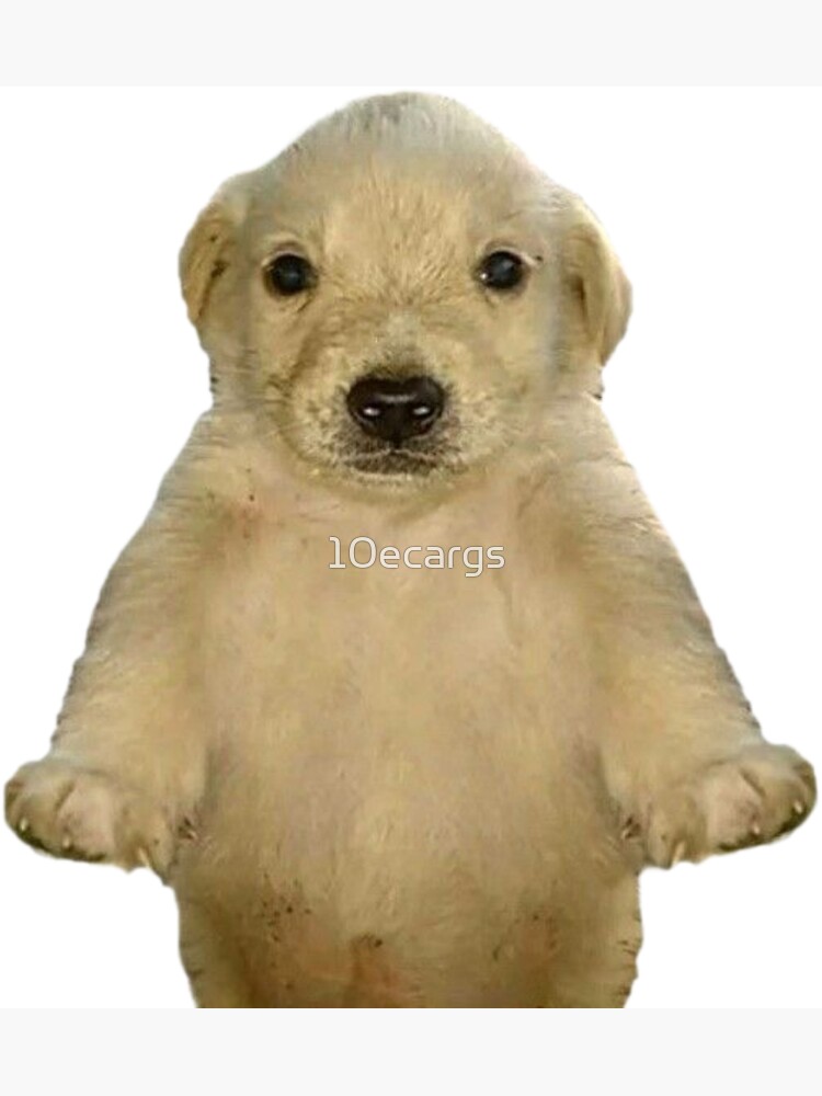 Memes e a Construção de Comunidades Online - inspiração 2