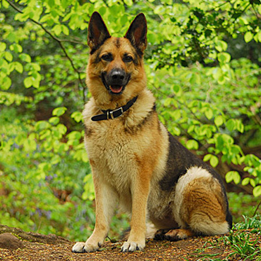 Temperamento e Personalidade: O Que Esperar do Seu Cão - inspiração 2