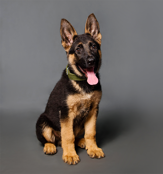 Necessidades de Exercício e Atividade: Mantendo-o Saudável e Feliz - inspiração 1