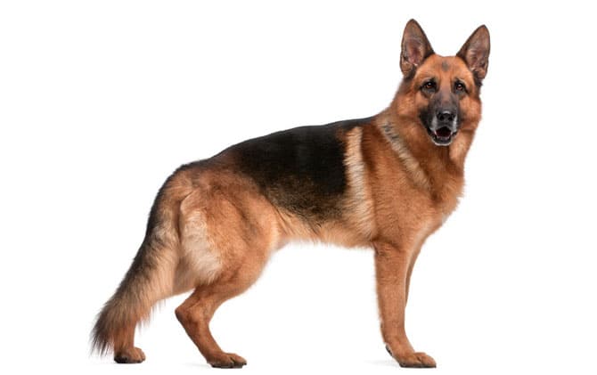 Necessidades de Exercício e Atividade: Mantendo-o Saudável e Feliz - inspiração 2