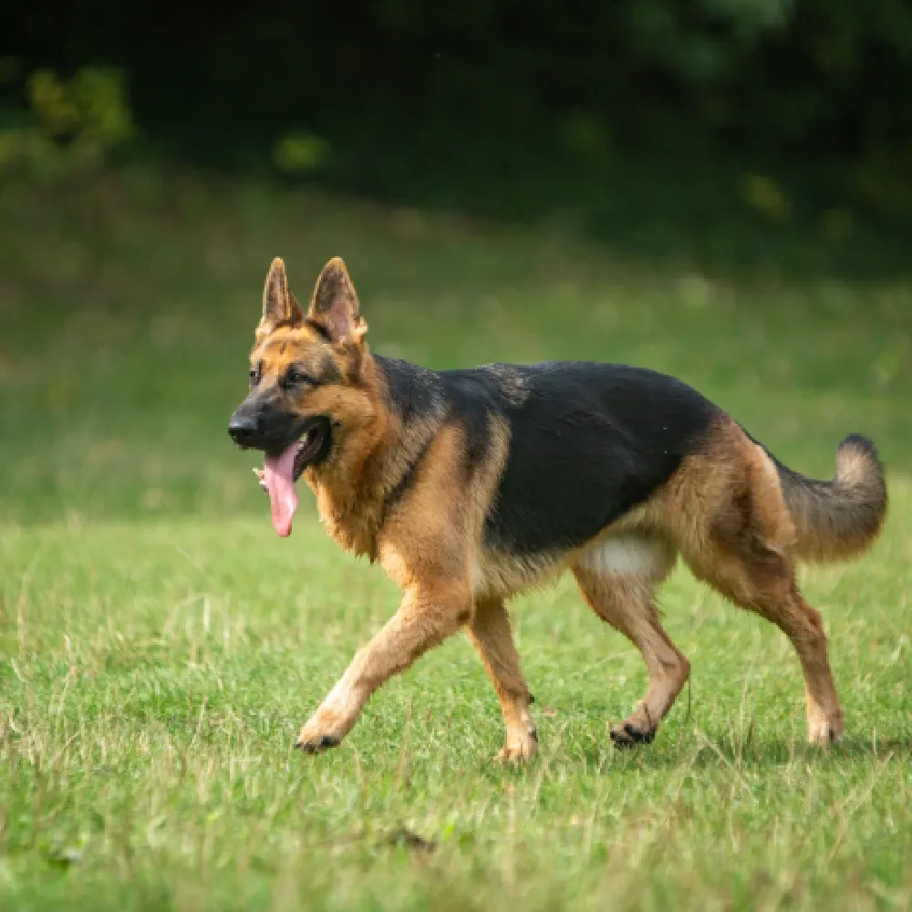 Alimentação Adequada: Nutrição para um Gigante - inspiração 2