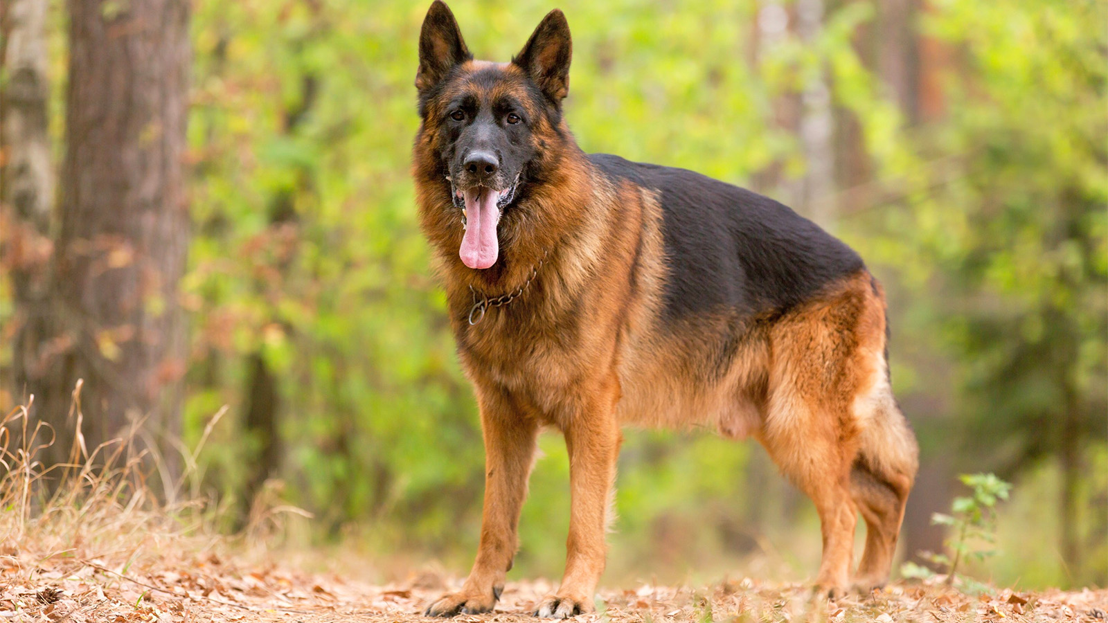 Adaptação ao Ambiente: De Apartamentos a Casas Amplas - inspiração 2