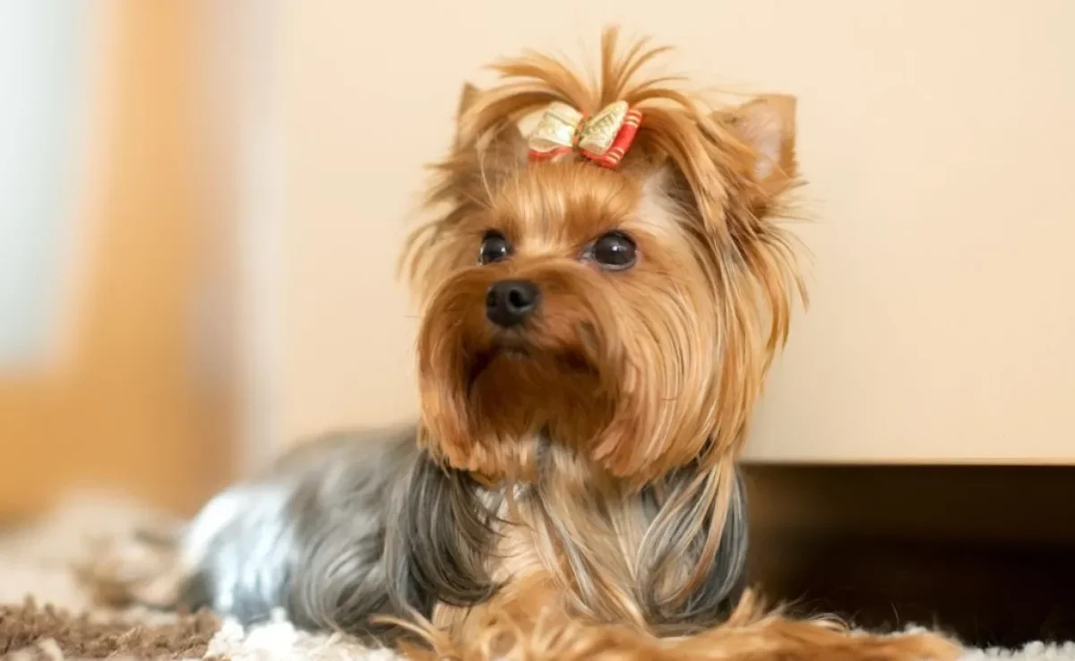 Saúde em Dia: Parasitas e Vermifugação - inspiração 2