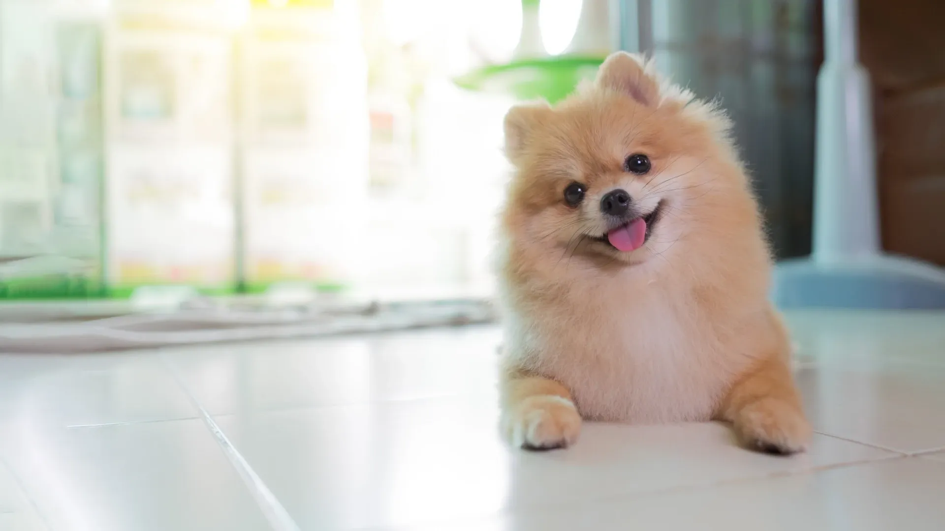 Adestramento e Socialização: Um Cão Peludinho Bem Comportado - inspiração 1