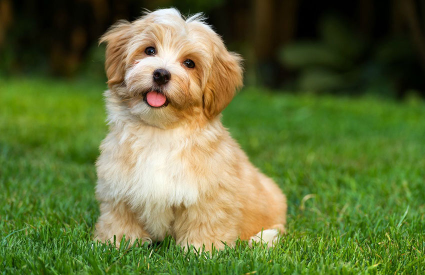 Adestramento e Socialização: Um Cão Peludinho Bem Comportado - inspiração 2