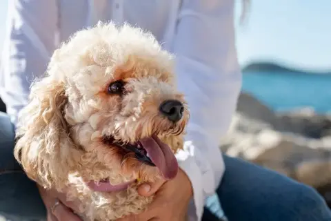 A Alegria de Ter um Pequeno Peludo em Casa: Benefícios Inesperados - inspiração 1