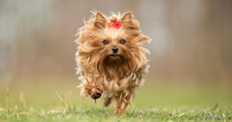 Exercícios e Brincadeiras: Energia Que Precisa Ser Gasta - inspiração 1