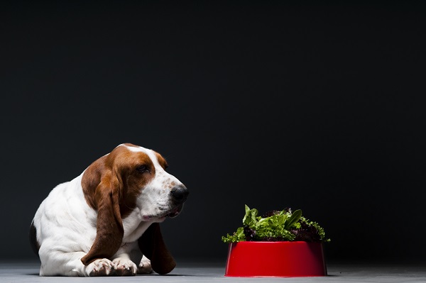 Os riscos ocultos: quando a alface se torna um problema? - inspiração 2