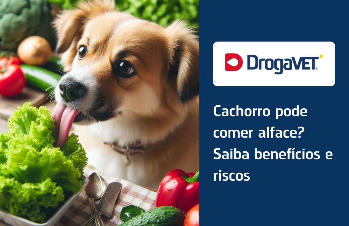 O tipo certo de alface para o seu pet: o que você precisa saber. - inspiração 1