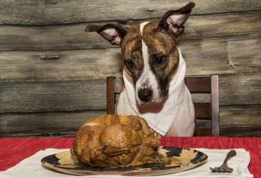 Quando consultar o veterinário sobre a dieta do seu cão? - inspiração 1