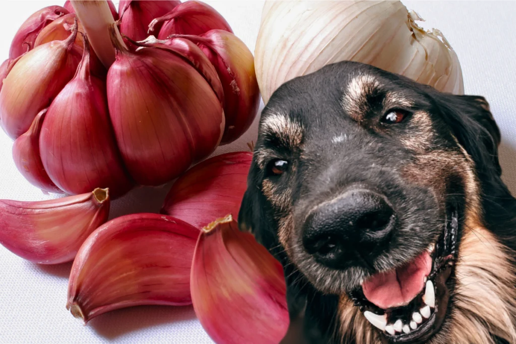 Opções Seguras de Petiscos para Cães - inspiração 1