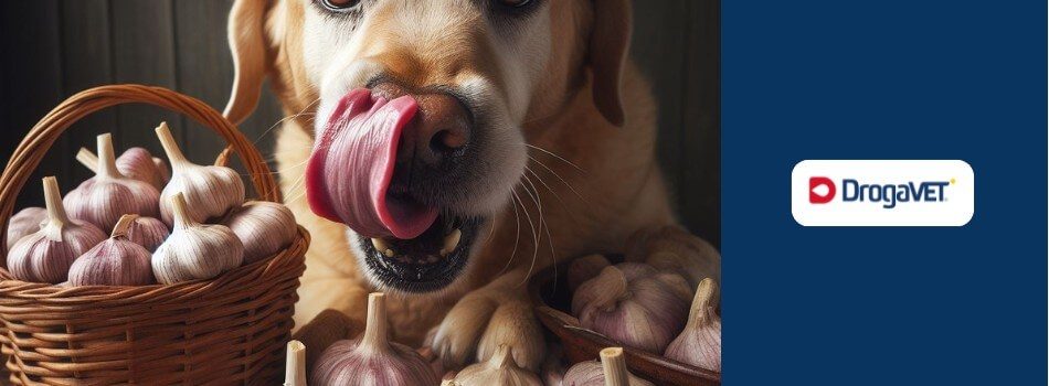 Opções Seguras de Petiscos para Cães - inspiração 2