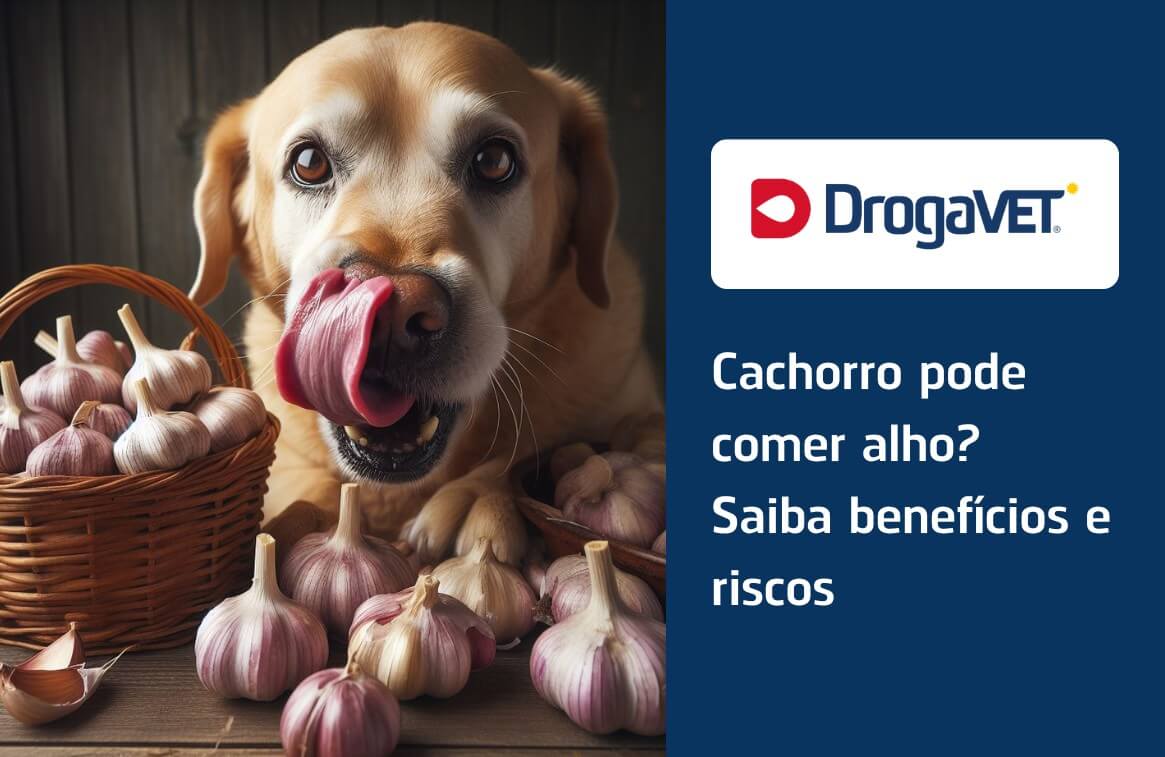 Componentes Tóxicos do Alho - inspiração 2