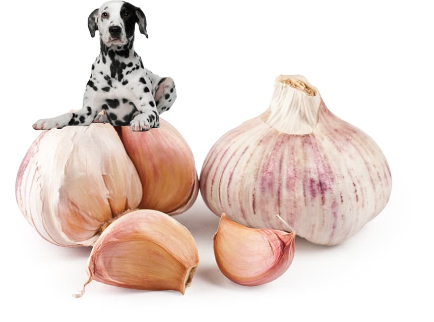 Tipos de Alho e Seus Riscos - inspiração 2