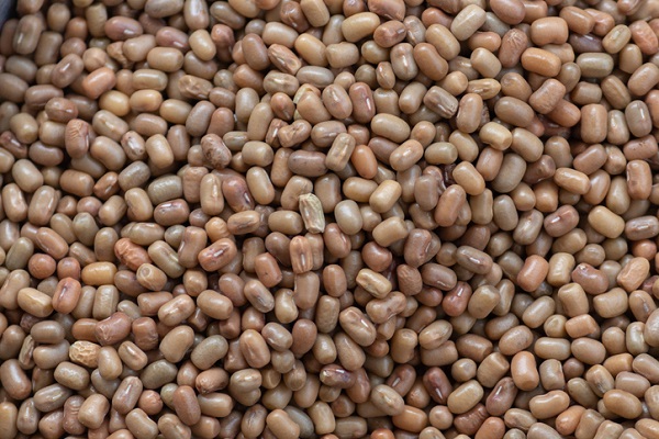 A Importância da Consulta Veterinária: Um Guia Essencial - inspiração 2