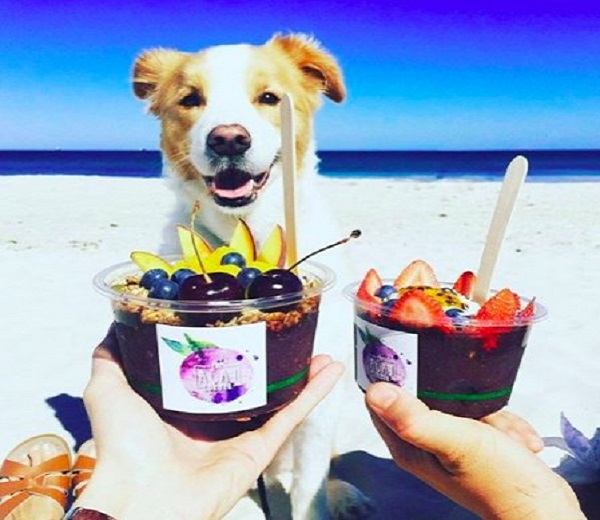 Por Que Se Preocupar com o Açaí e Cães? - inspiração 1