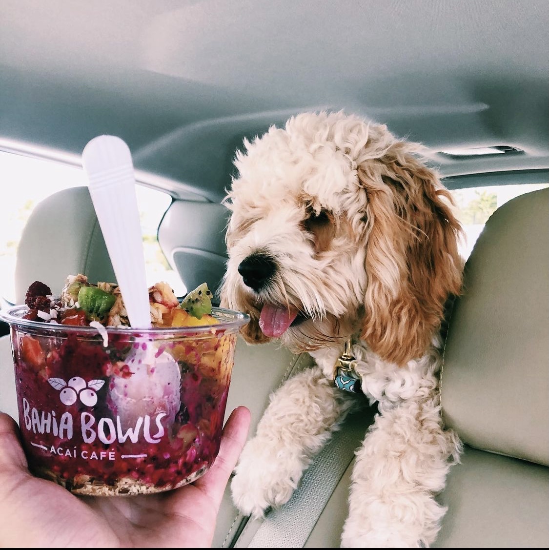 Erros Comuns que Tutores Cometem com Açaí - inspiração 1