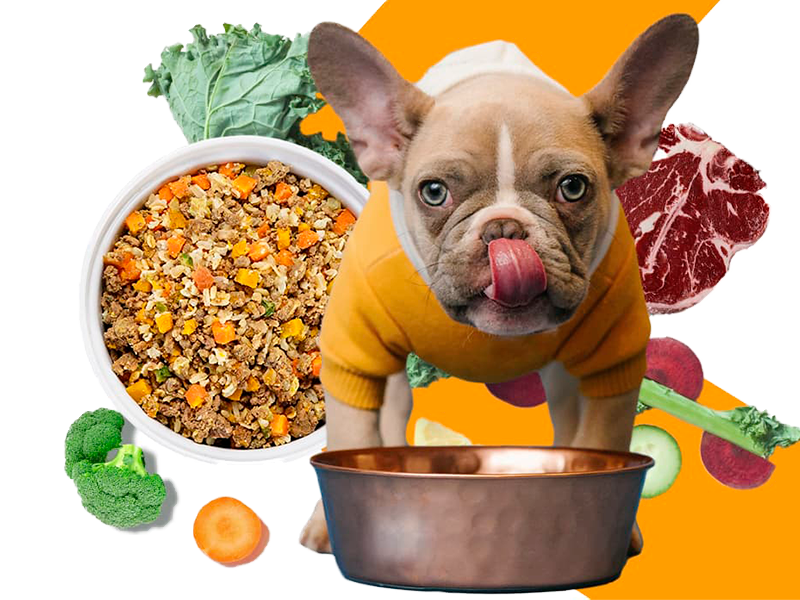 Vitaminas A e C: Aliadas para a Imunidade e Pele do Cachorro - inspiração 1