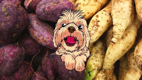 Energia e Sabor: Por Que Cães Adoram Batata Doce - inspiração 1
