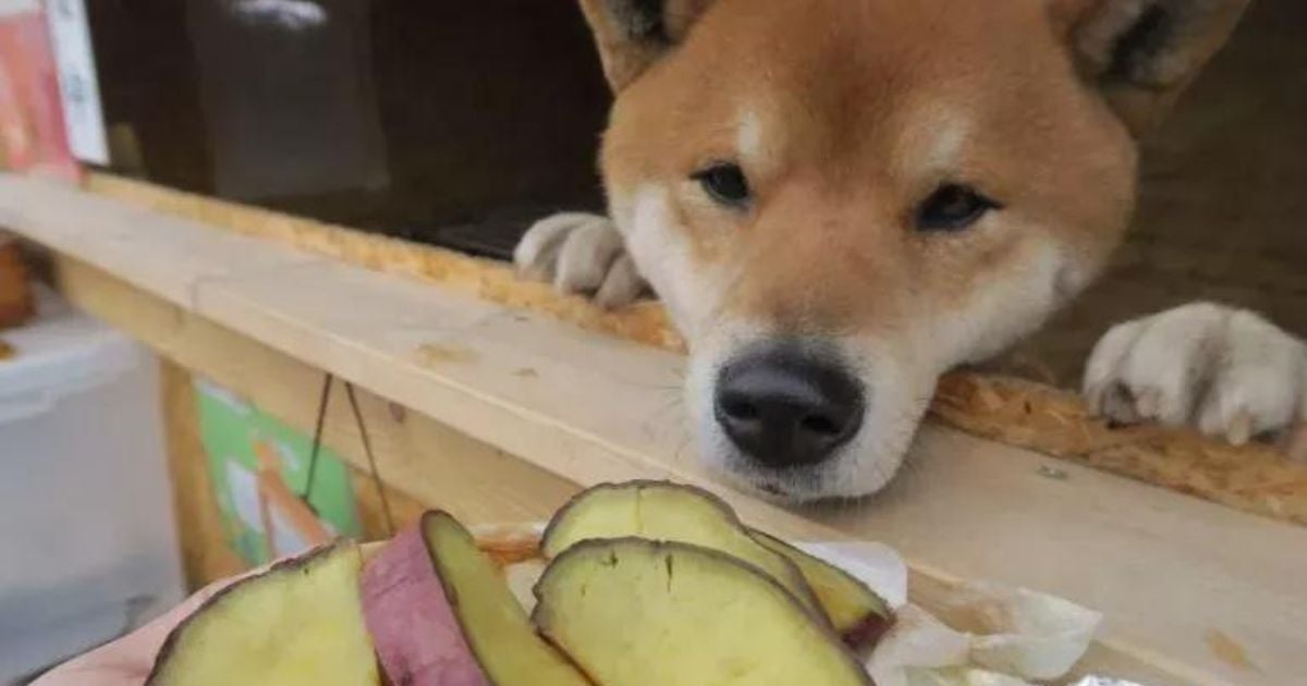 Atenção aos Carboidratos: Moderação é a Chave - inspiração 2