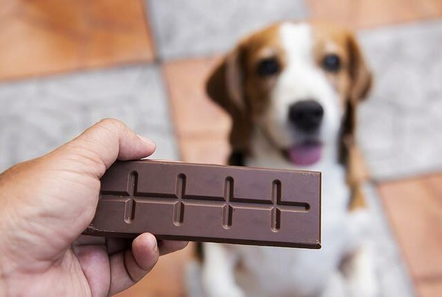 Como a Quantidade e o Tipo de Chocolate Influenciam o Risco - inspiração 2