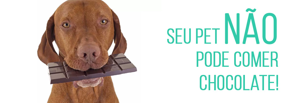 O Que Fazer Se Seu Cachorro Lambeu ou Comeu Chocolate? - inspiração 2