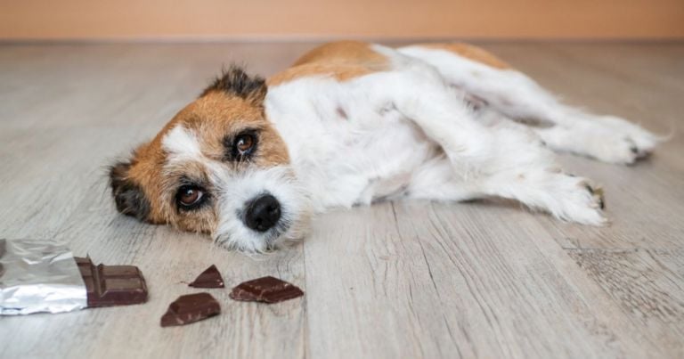 Mitos e Verdades Sobre Chocolate e Cachorros - inspiração 1