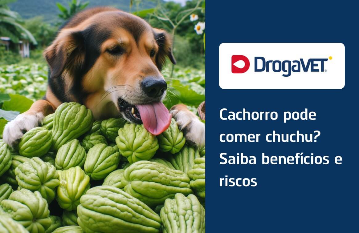 Como oferecer chuchu de forma segura ao seu pet - inspiração 2
