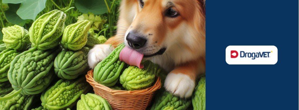 O tamanho ideal do pedaço de chuchu para evitar engasgos - inspiração 2