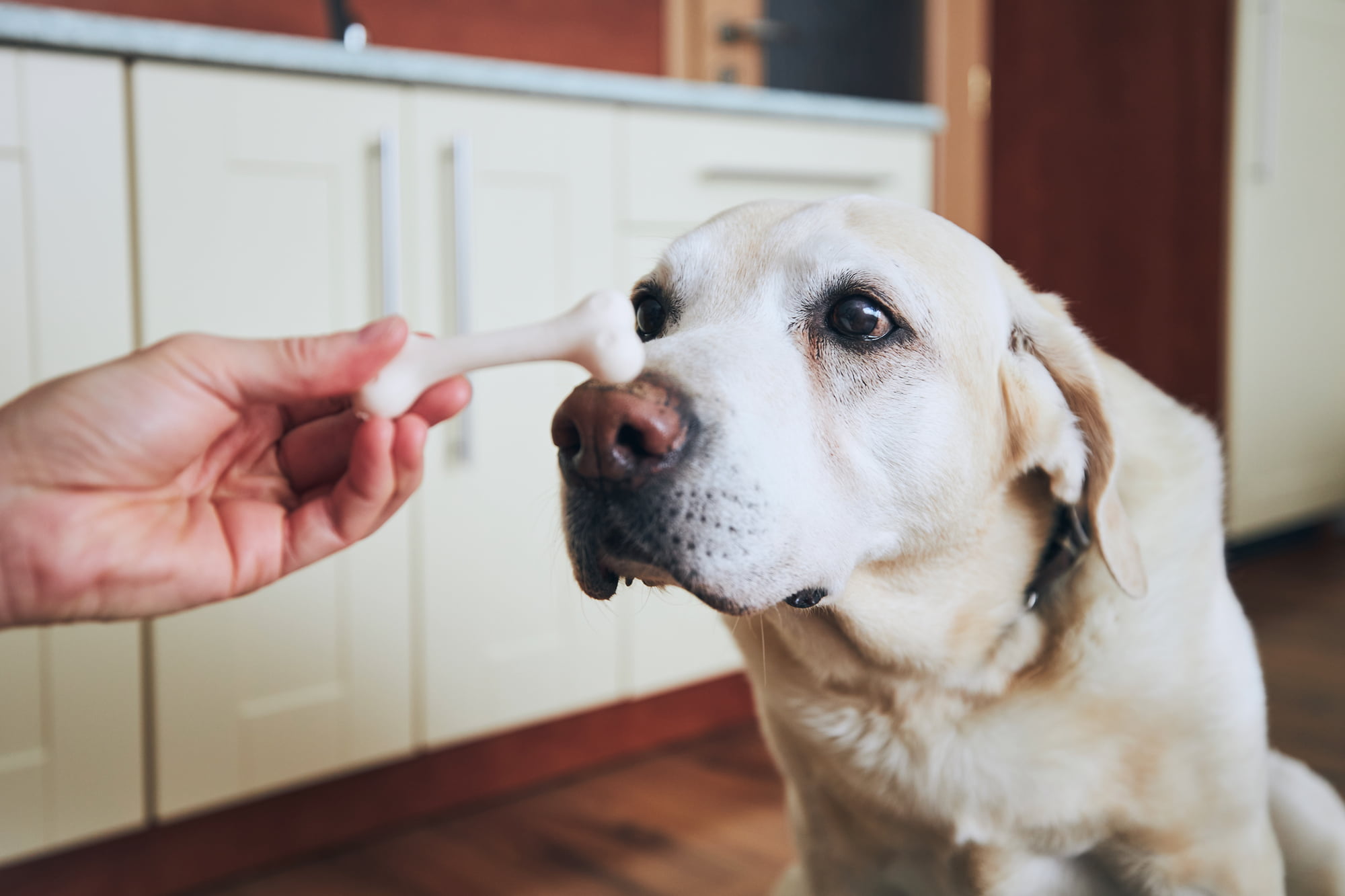 Farinha de Osso: Uma Fonte de Minerais Essenciais para Cães - inspiração 2