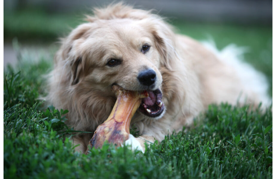 Mitos Comuns Desmistificados Sobre a Farinha de Osso Canina - inspiração 1