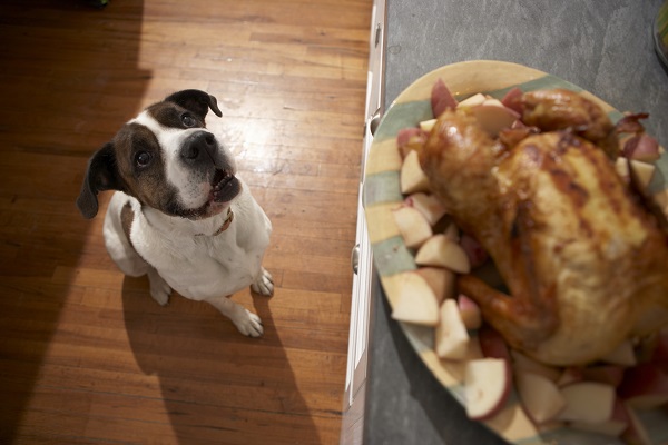 Frango Cru vs. Cozido: Qual a Diferença para a Saúde do seu Cachorro? - inspiração 1