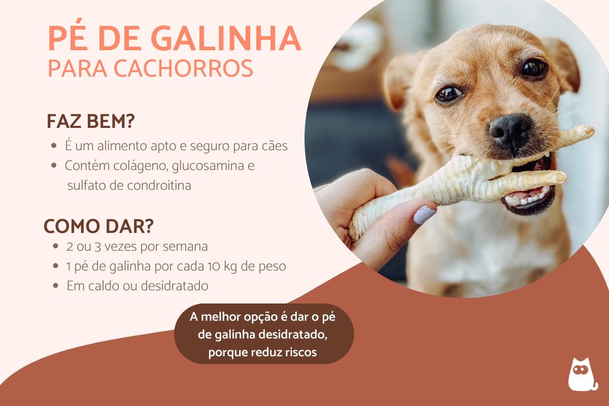 Riscos e Cuidados Essenciais ao Oferecer Frango ao Seu Cão - inspiração 2