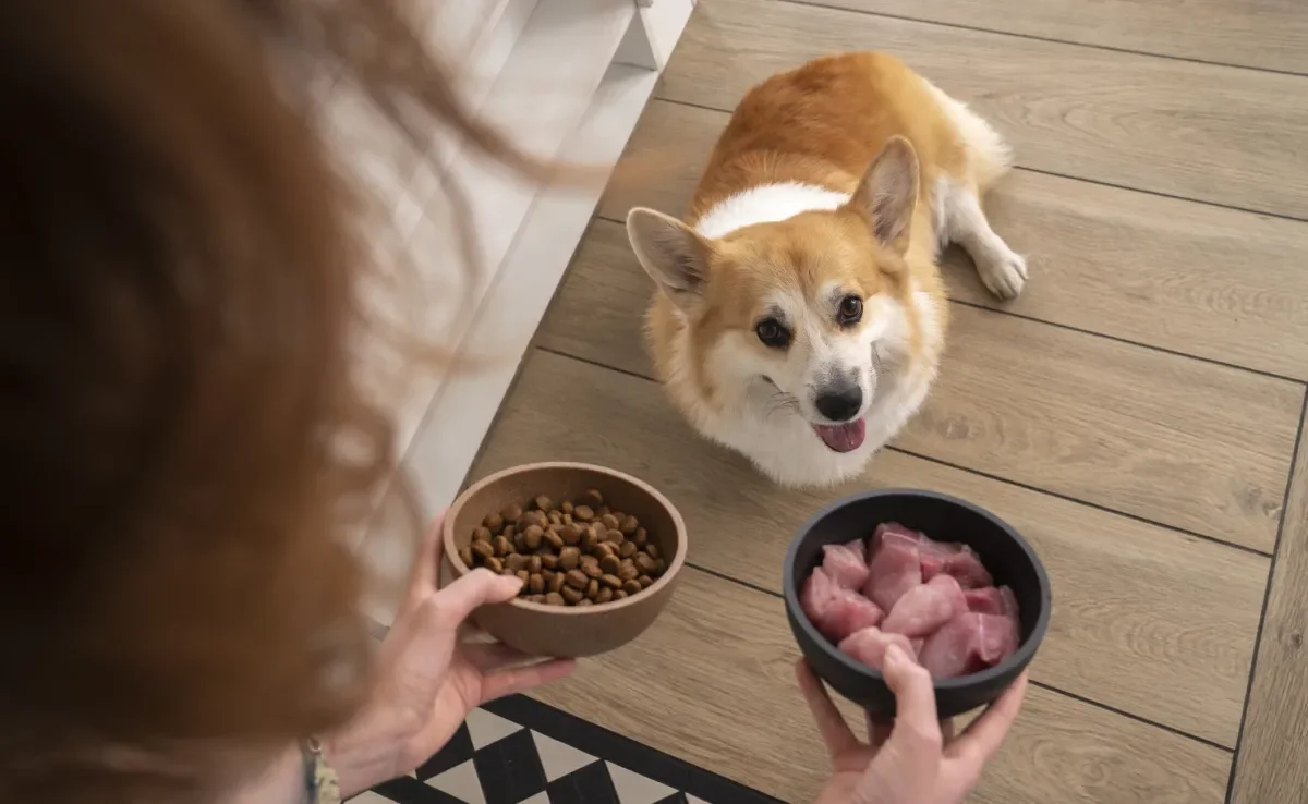 Como Introduzir o Frango na Alimentação do Seu Pet de Forma Segura - inspiração 2