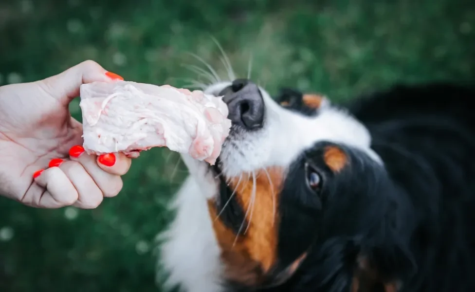 Alergias e Intolerâncias Alimentares: Sinais de Alerta com Frango - inspiração 2