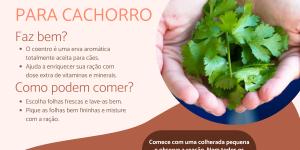 Receitas Simples e Deliciosas com Goiaba para Cães - inspiração 2