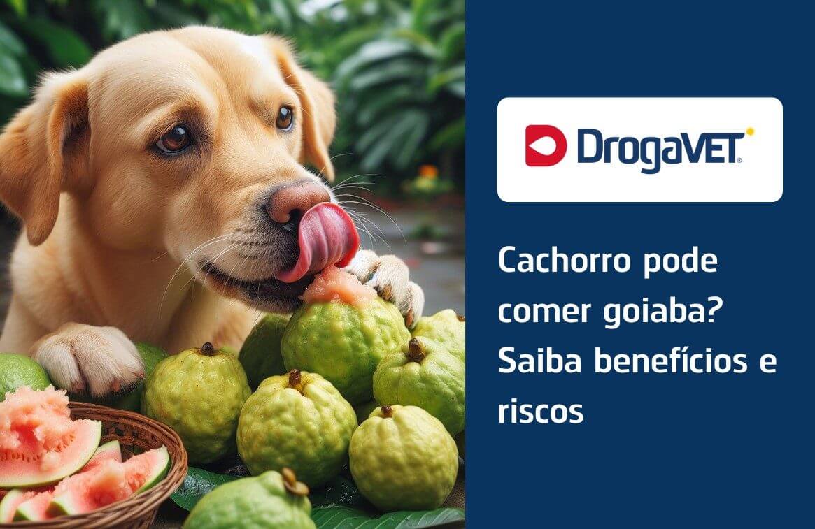 Como a Goiaba Ajuda na Saúde da Pele e Pelos - inspiração 2