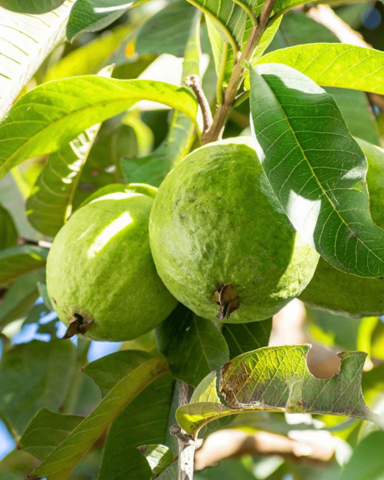 Alternativas Seguras à Goiaba para Petiscos Saudáveis - inspiração 2