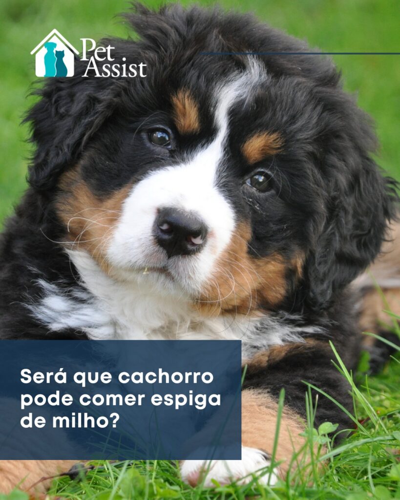 Alternativas ao milho para um pet mais saudável - inspiração 2