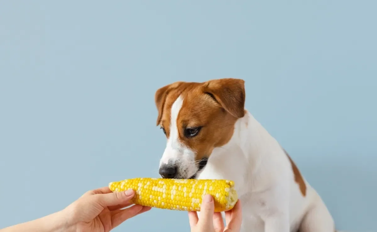 Milho cozido ou cru: qual a diferença para o seu pet? - inspiração 1