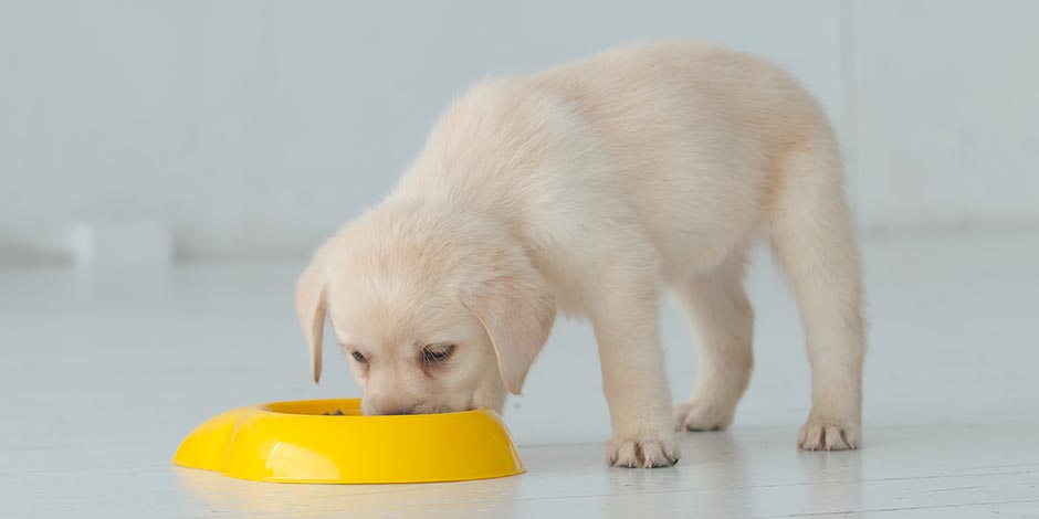 Alerta de alergia: sinais que você precisa observar - inspiração 2