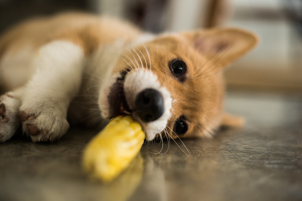 Partes do milho que o cachorro pode comer - inspiração 1