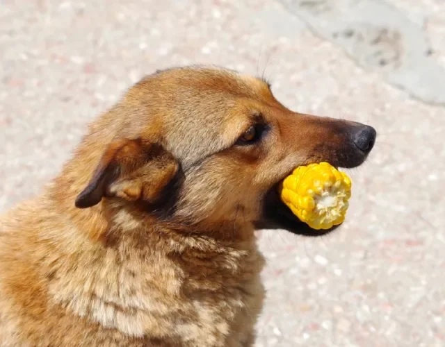 A quantidade ideal de milho na dieta canina - inspiração 2