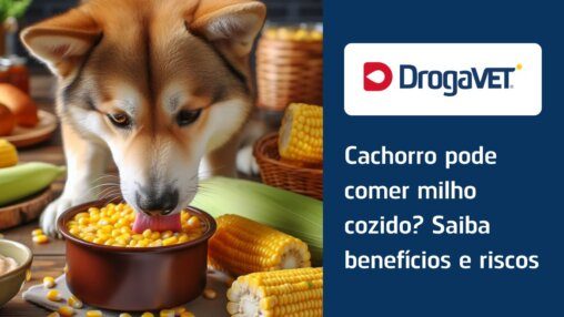 Milho como petisco: uma opção saudável e gostosa? - inspiração 2