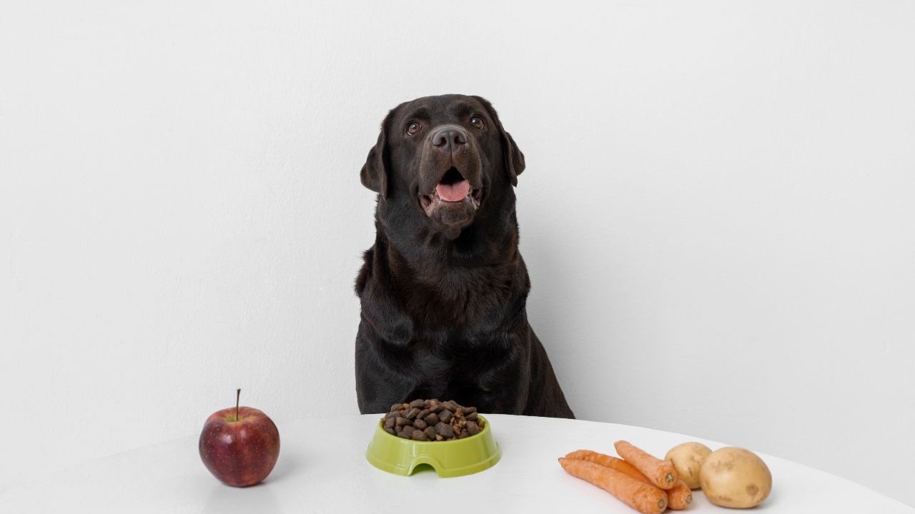Quando o milho pode ser prejudicial ao seu cão? - inspiração 1